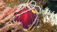 090 Oursin violet (Sphaerechinus granularis)